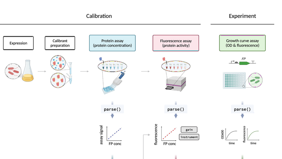 Absolute protein quantification using fluorescence measurements with FPCountR