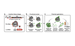 Engineering orthogonal ribosomes for real-time monitoring using fluorescence